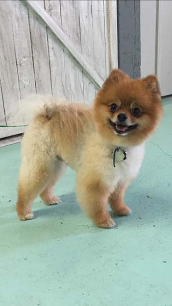 Pomeranian after her grooming